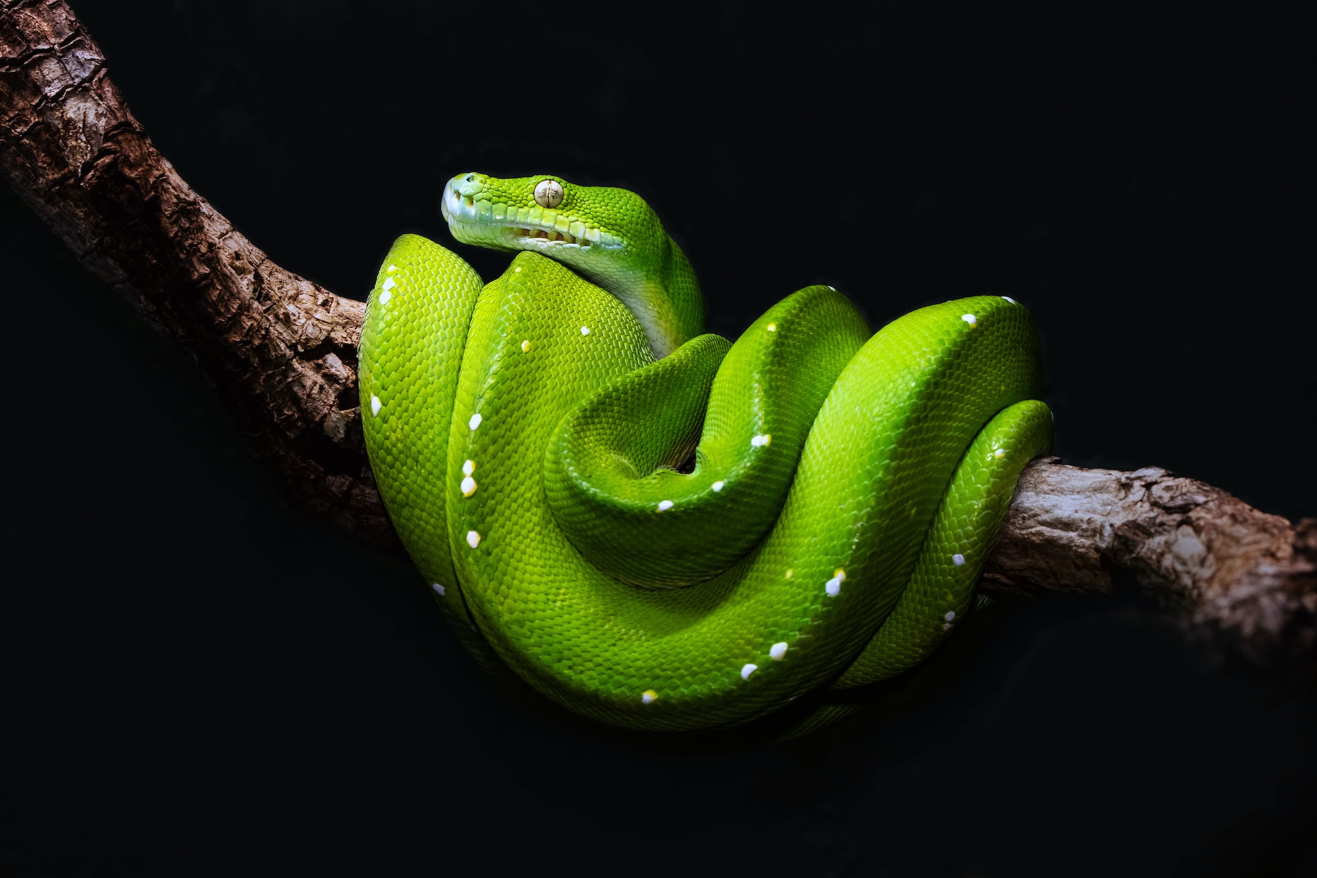 A python.